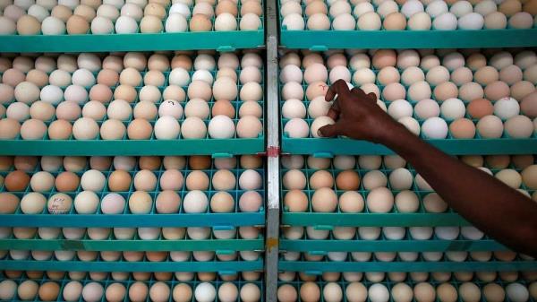 OVO Farm将区块链技术引入鸡蛋行业