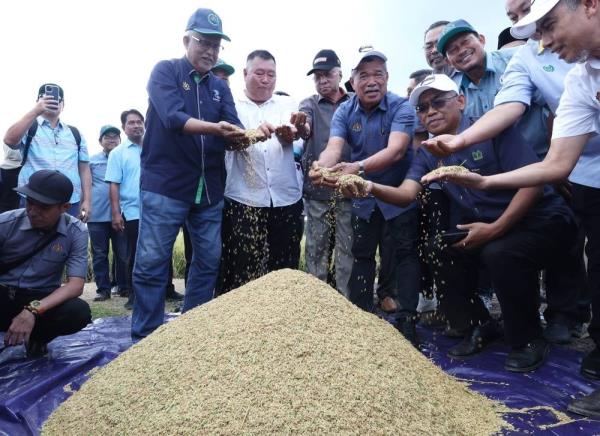 农民之间的协议、良好的耕作方式可以提高水稻产量——Mat Sabu