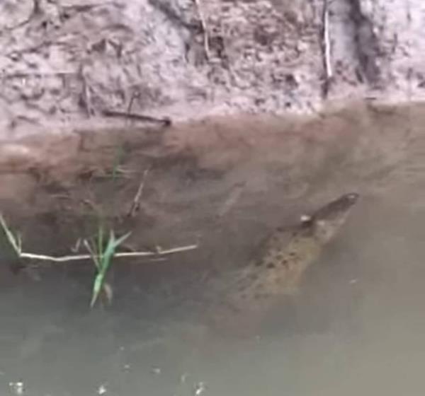居民称在沟里发现了鳄鱼
