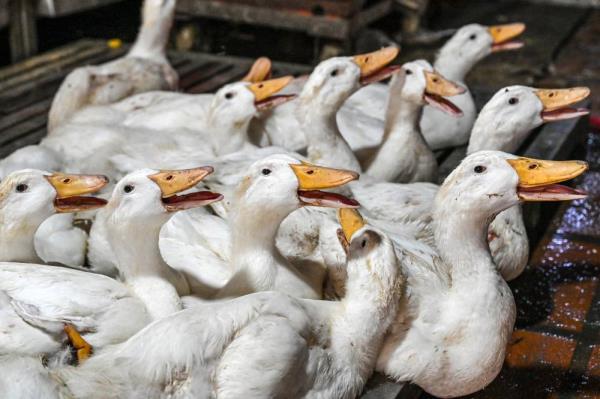 世卫组织:人类禽流感病例“令人极为担忧”