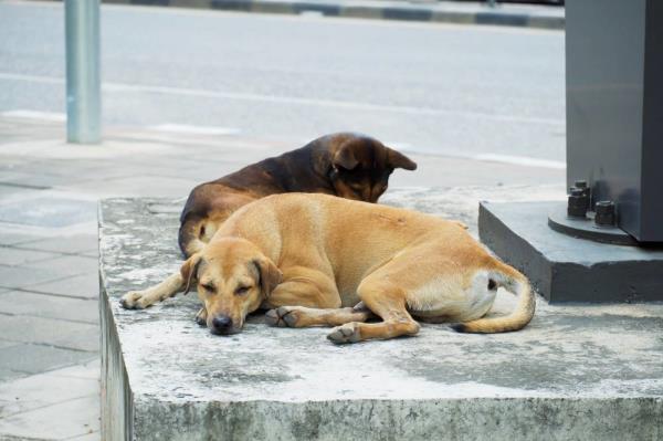 动物协会呼吁采取积极主动的措施来解决流浪狗数量过剩的问题