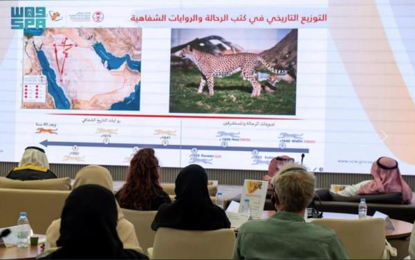 猎豹数量在沙特阿拉伯开始复苏